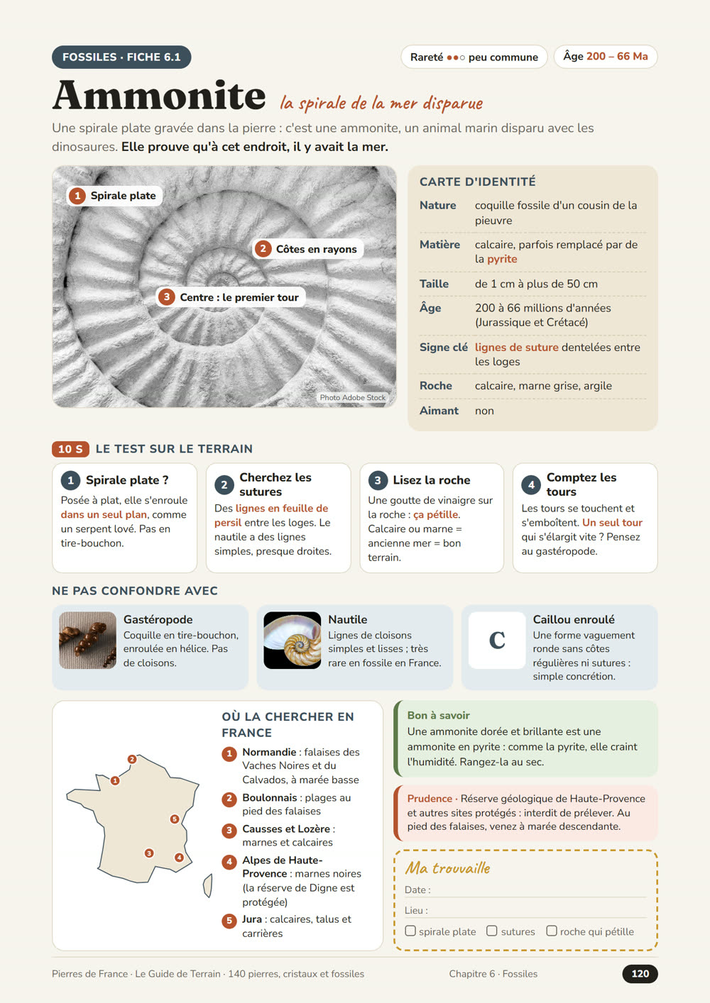 Fiche « Ammonite »